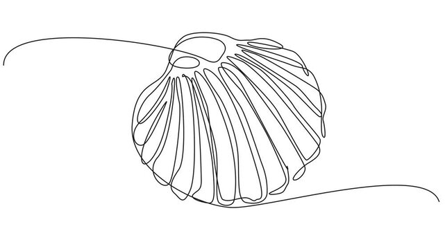 animated minimalist continuous drawing of a seashell on a clean white background, line art animation