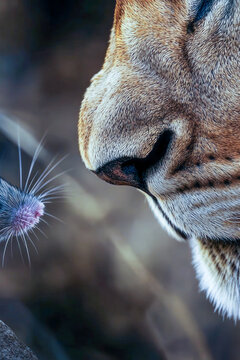 A small mouse perched on a rock next to a majestic lion, showcasing unexpected coexistence. vertical frame