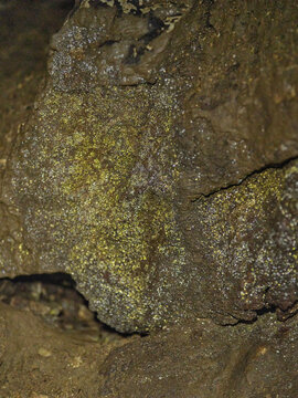 Close-up of rare glistening gold and silver actinobacteria colonies covered in reflective water condensation droplets on dark cave rock in Predjama. Concept of cave gold phenomenon, subterranean micro