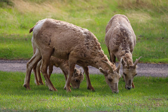 Rams with lamb grazing