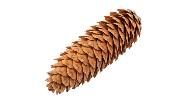 Single dry brown spruce pine tree cone isolated on transparent background