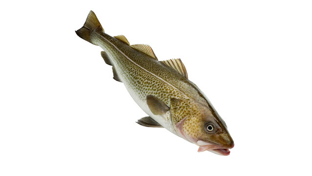 Single fresh raw cod fish ocean predator isolated on transparent background