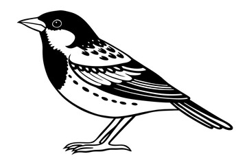 Obraz premium Black and white spotted bird perched standing