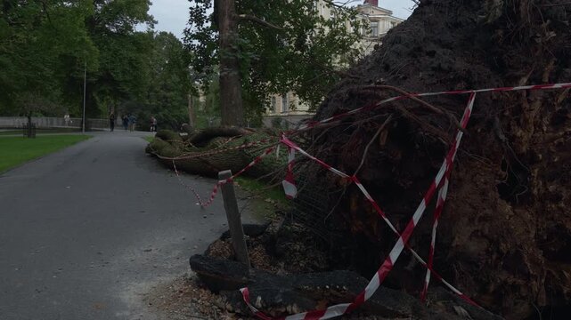Uprooted tree blocked by caution tape beside park path with broken ground and fallen trunk