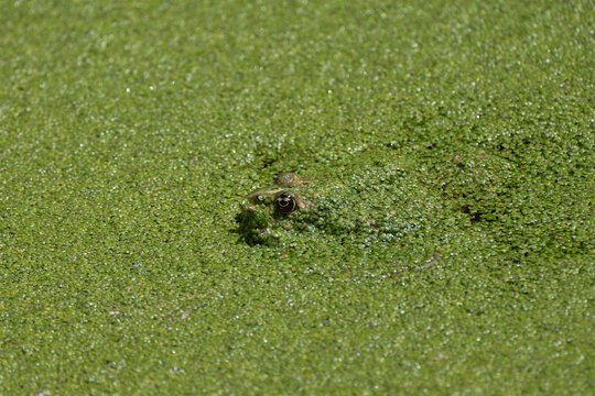Frog Camouflaged in Duckweed-Covered Pond with Only Eyes Exposed