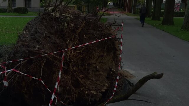 Uprooted tree root ball blocks park walkway with caution tape in quiet urban green space