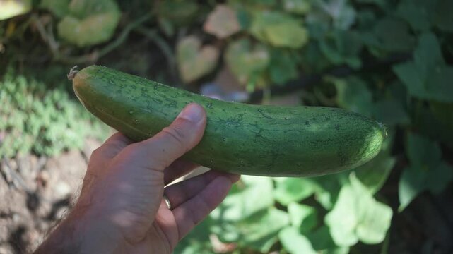 A hand holds a freshly harvested green cucumber outdoors