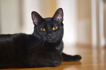 bombay cat © Simon