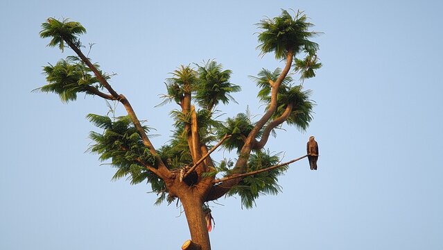 Kite perched beside its nest on a pruned tropical tree branch against a clear blue sky