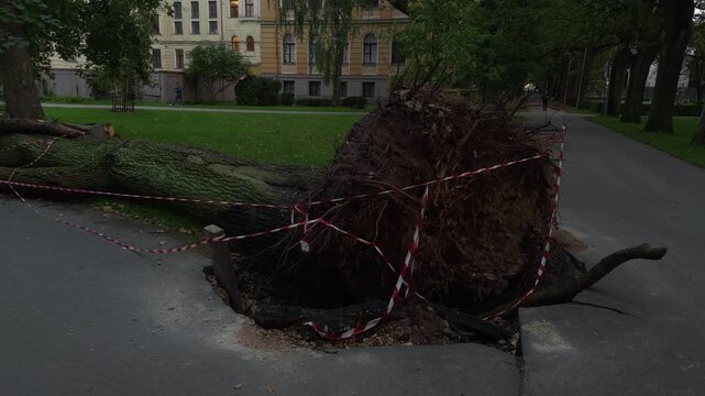 Uprooted tree blocks park path beside caution tape and exposed roots in quiet urban green space