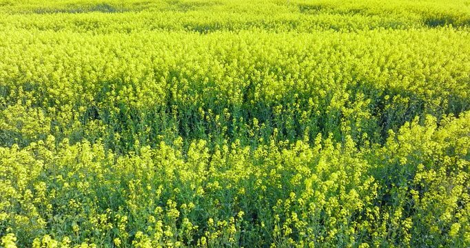 Full frame view of blooming yellow rapeseed flowers in an agricultural field under direct bright sunlight, showing dense petals and green stems.