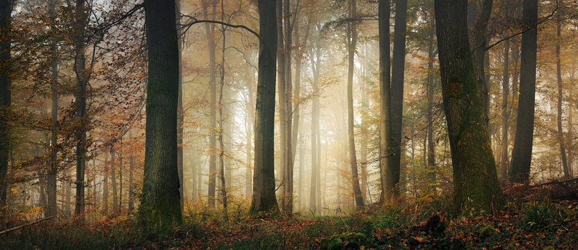 Fairytale mood in a forest in autumn, with the mystical sunlight illuminating the fog behind the tree trunks, wide panorama