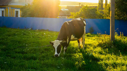 Black and white cow grazing on green grass under bright golden hour sunlight © Rodion