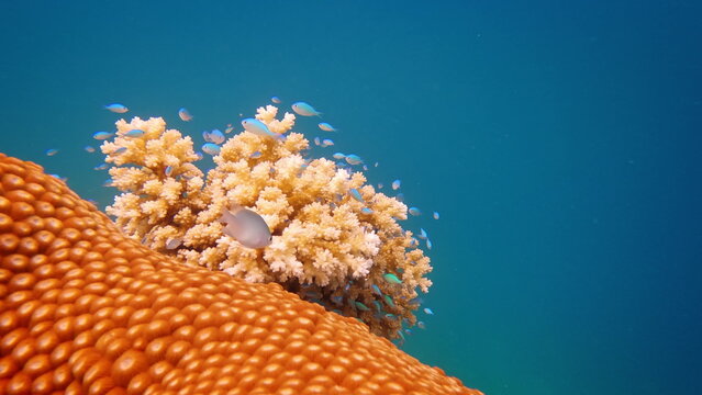 Vibrant underwater nature scene with many small blue fish swimming around beautiful hard coral formations on tropical coral reefs in warm Pacific Ocean near Fiji Islands. Tropical natural background