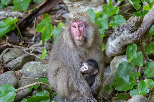 a female Yakushima macaque looking at the camera with a young one clinging to the mother 