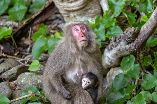 a female Yakushima macaque with a young one clinging to its mother and looking at the camera