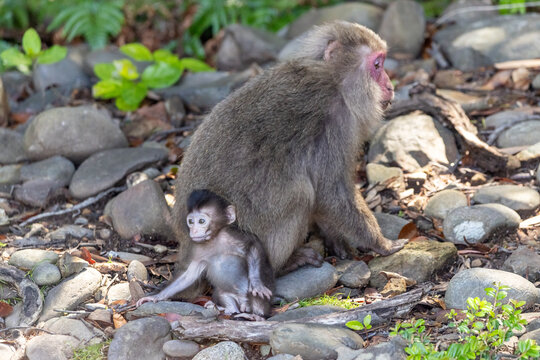a young, small Yakushima macaque in front of its mother 