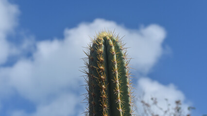 cactus against blue sky © cristianomar
