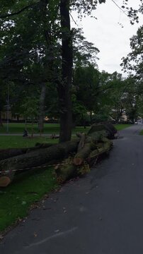 Fallen tree cordoned beside park walkway under overcast sky in quiet urban green space