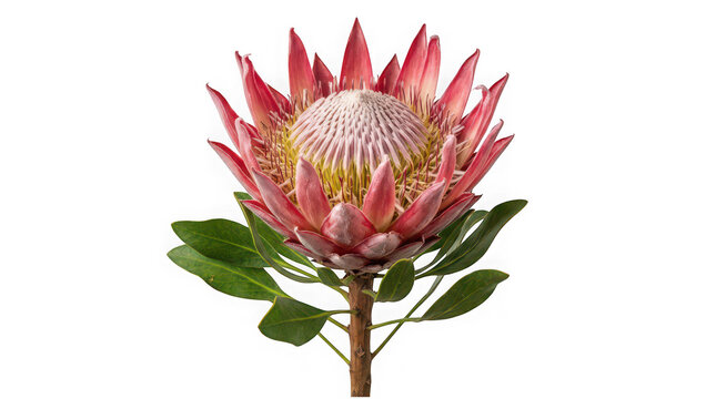 Close-up of vibrant protea flower in bloom isolated on transparent background