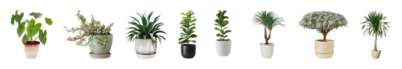 Obraz premium PNG Diverse potted plants arrangement on transparent background