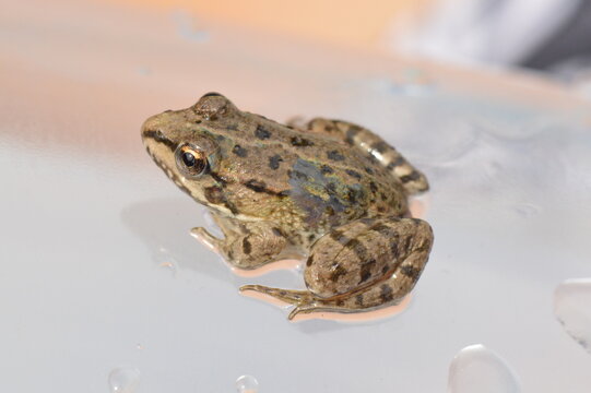 Small brown frog resting on a pale surface
