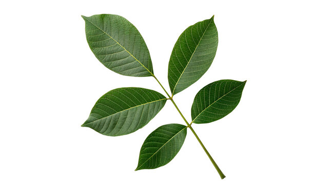 Green walnut tree leaf branch branch botany isolated on transparent background