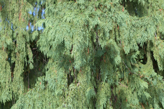 cascading, feathery branchlets and small rounded cones of a Weeping Nootka Cypress (Chamaecyparis nootkatensis 'Pendula')