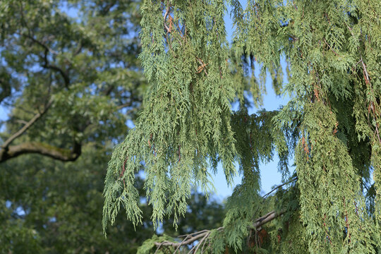 cascading, feathery branchlets and small rounded cones of a Weeping Nootka Cypress (Chamaecyparis nootkatensis 'Pendula')