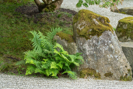 Moss-covered boulders stand beside a green fern near a tree trunk, with raked white gravel visible in a zen garden setting.