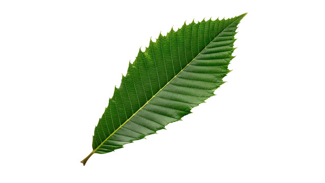 Single green textured sweet chestnut tree leaf isolated on transparent background