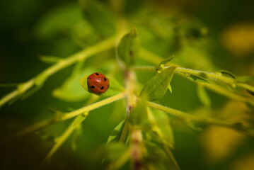 Small ladybug beetle sitting on green leaves macro background with copy space. © Micha