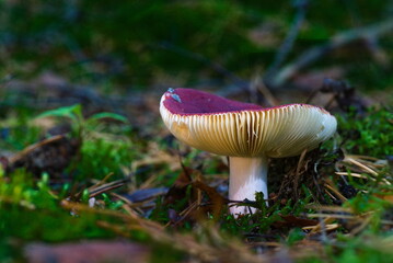 Side view of wild red russula mushroom growing on forest floor.