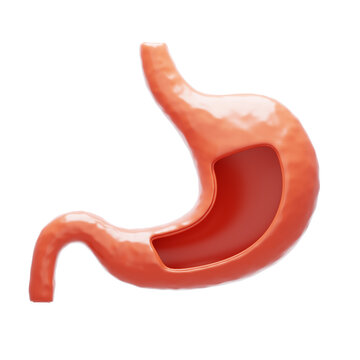 Stomach 3D illustration