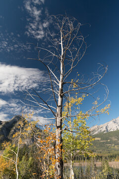 Canada, Alberta, Banff National Park.  Bare tree, dead from previous forest fire in Cave and Basin National Historic Site