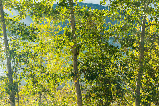 Canada, BC.  View of a small lake through a stand of poplar trees.
