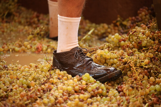 Person stomping grapes during traditional harvest festival