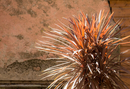 France, Lot, Beaulieu Sur Dordogne.  Magenta coloured plant beside stone wall.  Cordyline australis