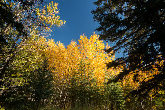 Canada, Alberta, Banff National Park.  Bright yellow foliage on aspen trees marks the beginning of autumn, Cave and Basin National Historic Site