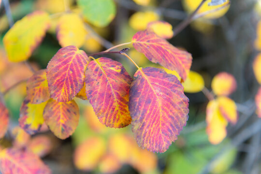 Canada, Alberta, Banff National Park.  Bright red leaves mark the beginning of autumn, Cave and Basin National Historic Site