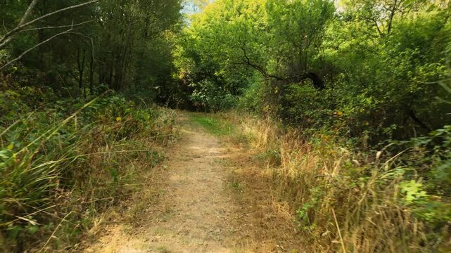 Monks Wood, Cambridgeshire, England, UK - August 24 2026: POV, Gimbal Stabalised, Walking sequence - From open woodland to deeper and darker forest with more and more dappled sunlight.