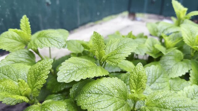 Static video clip of lush green mint plants in a garden setting, captured during daytime with natural lighting.