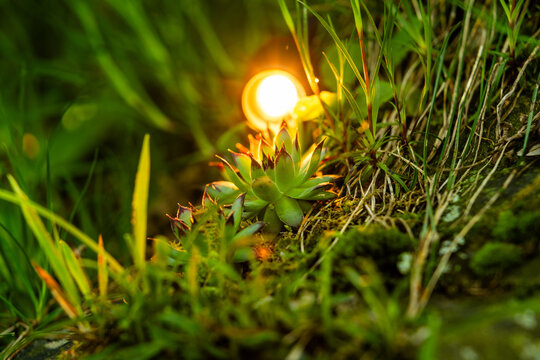 Houseleek succulent glowing among moss and grass in warm garden light