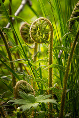Young fern fiddleheads unfurling among green grass in warm spring sunlight © Paula
