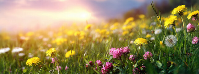 Obraz premium Wildflower meadow at dawn with yellow dandelions and pink clover in soft backlight across panoramic landscape, with wildflower, meadow, dandelion, clover detail