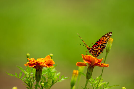 Butterfly sitting on marigold flowers in a garden during daytime