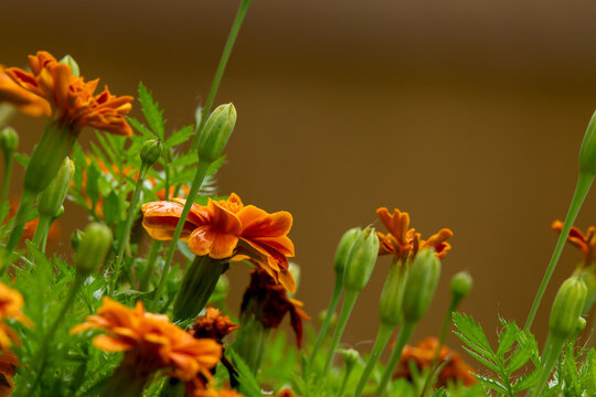 Bright orange flowers bloom in a garden with green leaves and buds during springtime