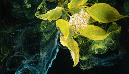 Yellow variegated leaves and white cluster flower suspended in swirling colored ink on black background © ossyffer
