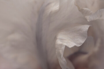 Obraz premium Smoke close-up selective soft focus cream beige, gray Iris Flower Petal. Macro natural abstract blur background.