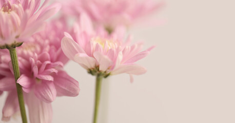Fototapeta premium Smoke blur selected soft focus cream beige pink Chrysanthemums; aster, gerbera Flower bud. Neutral macro horizontal light background